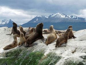 DIA 5 – USHUAIA | PARQUE NACIONAL y EXCURSION MARITIMA A ISLA LOBOS