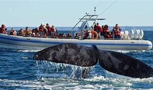 DIA 10 – PUERTO MADRYN | EXCURSION PENINSULA VALDEZ y AVISTAJE DE BALLENAS 