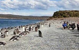 DIA 19- USHUAIA | CAMINATA CON PINGUINOS | VUELO A BUENOS AIRES