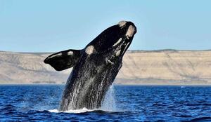 DIA 5 – PENINSULA VALDEZ CON AVISTAJE DE BALLENAS