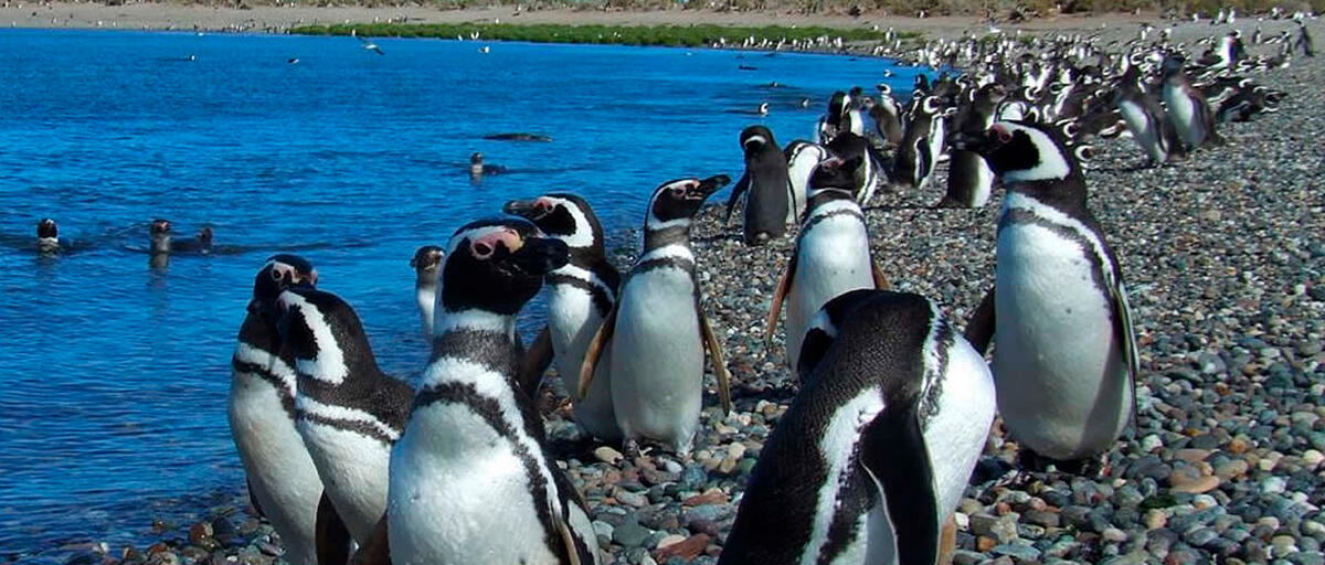 ARGENTINA BALLENAS, PINGUINOS y GLACIARES