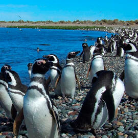 ARGENTINA BALLENAS, PINGUINOS y GLACIARES