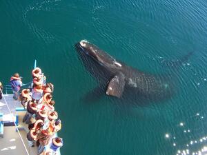 DIA 5 – PUERTO MADRYN|EXCURSION PENINSULA VALDES y PINGUINOS con AVISTAJE DE BALLENAS